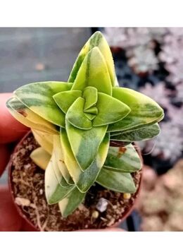 CRASSULA SPRINGTIME VARIEGATA RARITÄT - Braunschweig