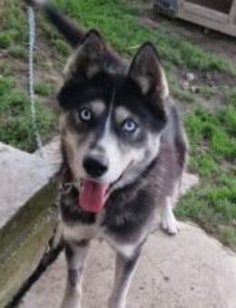 Mayas blaue Augen suchen dich! - München