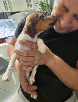 🐶❤️ SAMUEL SUCHT EIN ZUHAUSE ❤️🐾 - Stuttgart