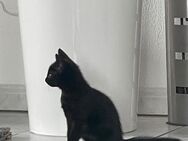 Klein Kater sucht neue Familie - Öhringen