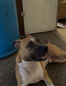 Kimo Jung Hund in 76437