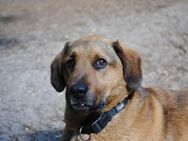 Sigi/Siegfried sucht liebevolles Zuhause - Berlin