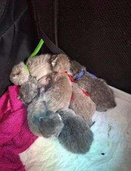 BKH Kitten - Germersheim