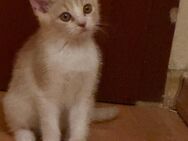 Kater Tao sucht ein liebevolles Zuhause - Düsseldorf