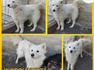 Snowy Spitz Mischling Hündin sucht Heim - Margetshöchheim