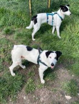 BELLA ❤️ EILIG! - Langenhagen