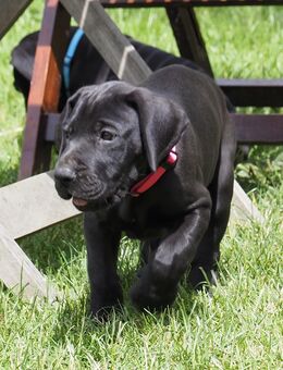Deutsche Doggen Welpen - Utzerath