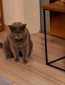 BKH Kater/ Kastrat 2 Jahre Alt - Wächtersbach