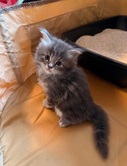4 Edelmix kitten BKH/ XXL Main Coon - Arnstein Zentrum