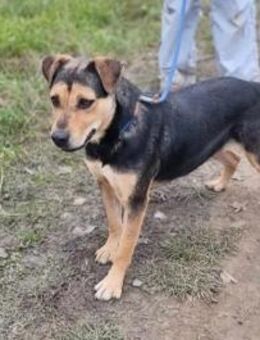 Zelda sucht ihr Glück - Nordwalde