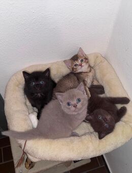 Bkh Kitten - Staig