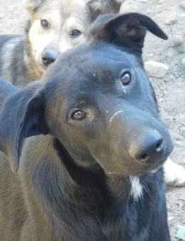 💞 Herzenshund Tyler 💞 - Eislingen (Fils)