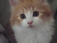 Main Coon Mädchen sucht ein Zuhause in 47169