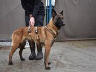 Maurice - Malinois-Fans aufgepasst - München