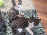 Maine Coon Waldkatzen Glückskatzen Kitten - Bremerhaven