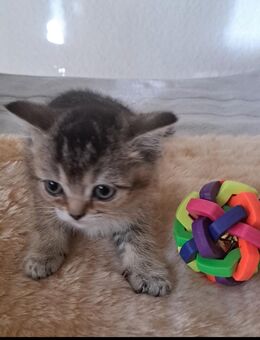 Britisch Kurzhaar - Berlin Reinickendorf