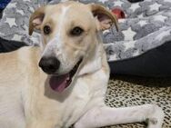 Traumhund Piet sucht sein Zuhause - München