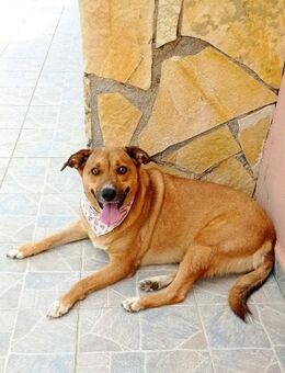 Bezaubernde Frida sucht ihr Zuhause! - Krefeld