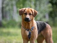Liebevolles Zuhause für Mischa gesucht - Duisburg