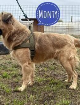 Monty en toller Rüde - Flörsheim-Dalsheim