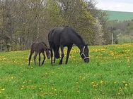 Sportpferd,Stute, Zuchtstute, Freizeitpferd abzugeben! - Frauenstein Zentrum