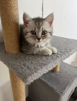 Katzen Babys zu verkaufen - Mönchengladbach