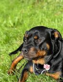 Rottweiler in 54516
