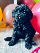 Liebevolle menschenbezogene Zwergpudel Welpen in Tiefschwarz in 59581