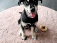 Husky-Labrador-Mix Rüde sucht liebevolles Zuhause - Schmelz