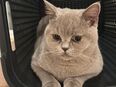 Britische Kurz Haar Katzen in 4123