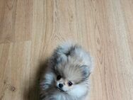 Süße Pomerania Weibchen - Essen