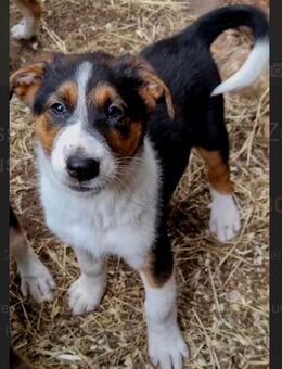 12 Wochen alter Mischlingswelpe sucht aufgrund Hundehaarallergie schnellstmöglich ein neues Zuhause - Hechthausen