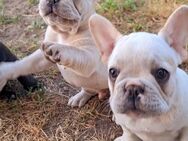 Typvolle Französische Bulldogge Welpen in der seltenen Farbe ''cream'' - Oranienbaum-Wörlitz