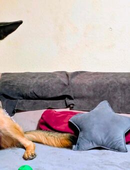 Welpen Deutscher Langhaar Schäferhund - Suhl