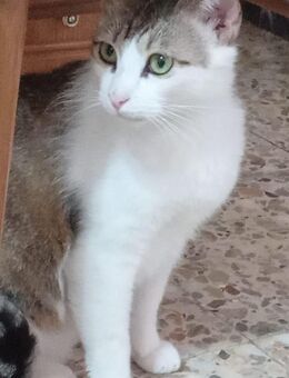 Verschmuster Pepe sucht sein Zuhause - Geilenkirchen