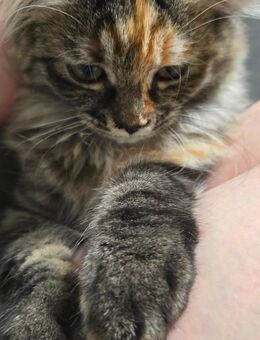 Maine coon kitten Katze - Heringsdorf (Mecklenburg-Vorpommern)