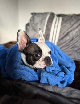 Französiche bulldogge abzugeben - Gera