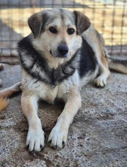 Junger DRYSTAN sucht sein Leben! - Neuberg