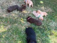Labrador Welpen - Gardelegen (Hansestadt) Miesterhorst