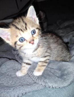 Zauberhafte Babykatzen suchen ein liebevolles Zuhause 🐾❤️ - Altenstadt (Hessen)