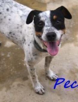 Pecas2 sucht Ruhe und viel Liebe 09/20 E - Ruppertsecken