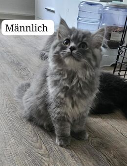 Perserkatzen kitten - Krefeld