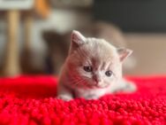 Lilac/Fawn BKH Kitten suchen ein liebevolles Zuhause - Ingolstadt