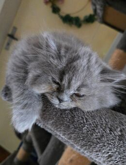Süße Perser kitten suchen liebevolles Zuhause - Breitenbrunn (Regierungsbezirk Schwaben)