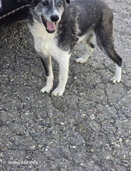 Lucky - wer gibt seinem Namen Bedeutung? - Overath