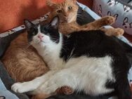💕Traumpaar Angelo und Ginger💕 - Eislingen (Fils)