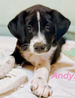 Andy2 will dich verzaubern 05/25 ESP - Ruppertsecken