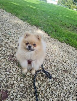 Nala sucht ein neues Zuhause - Günzburg