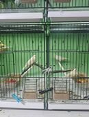 Karnarchets in 81547