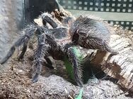 Lasiodora parahybana Weibchen - Braunschweig